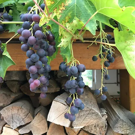 „zum Napoleonstein“