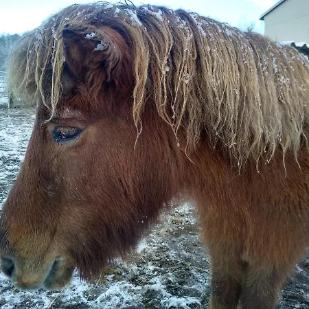 „zum Napoleonstein“ Lägenhet Dresden