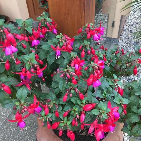 „zum Napoleonstein“ *