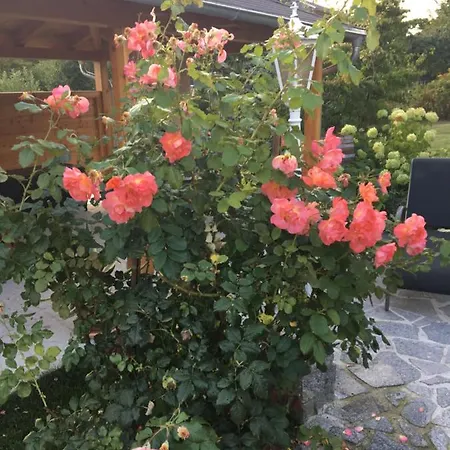 Lägenhet „zum Napoleonstein“ Dresden