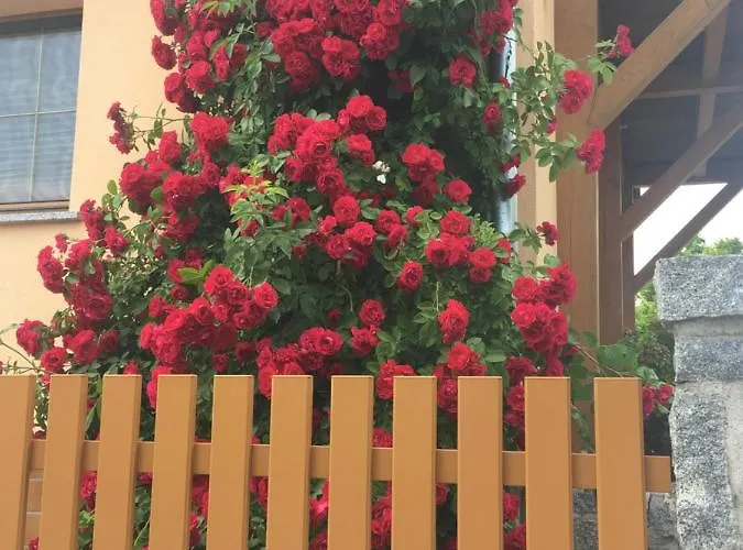 „zum Napoleonstein“ * דרזדן