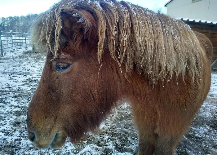 „zum Napoleonstein“ Apartman Drezda