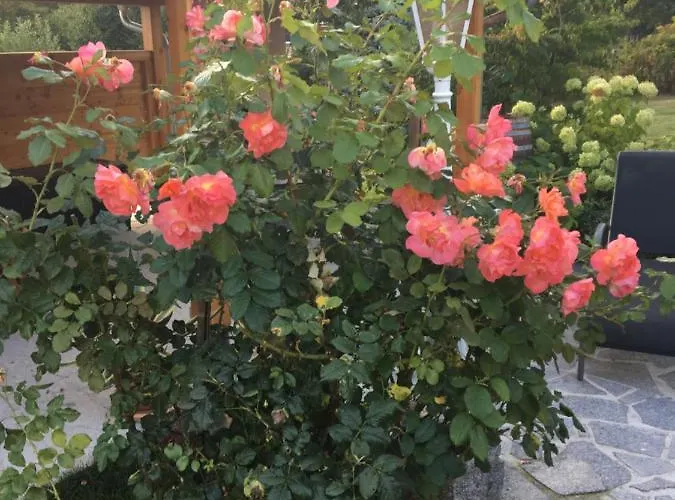 דירה „zum Napoleonstein“ דרזדן