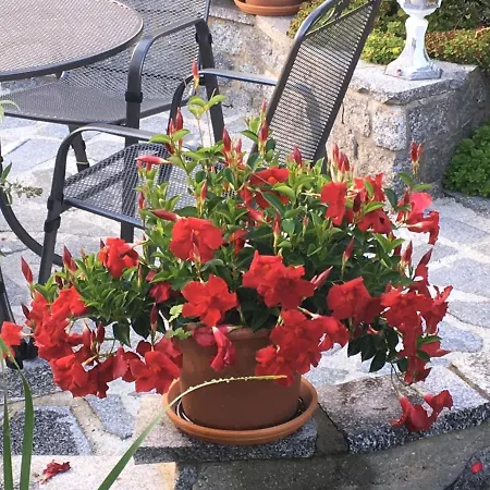 „zum Napoleonstein“ * Dresde