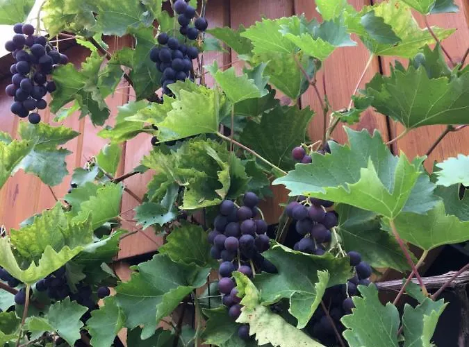 „zum Napoleonstein“ Appartamento *