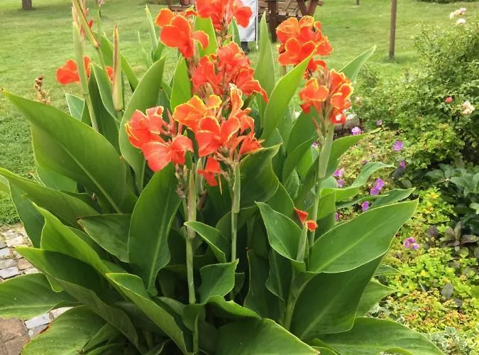 „zum Napoleonstein“ Dresda