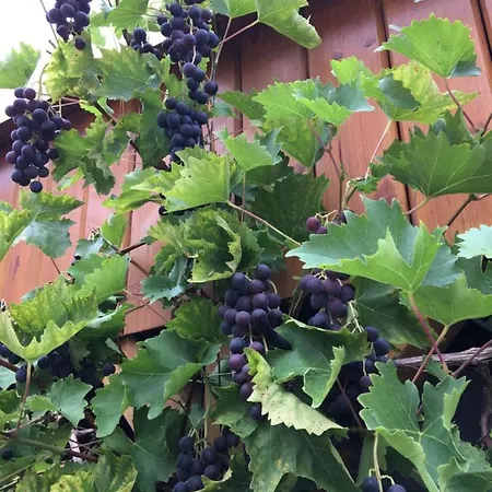 „zum Napoleonstein“ Appartamento *