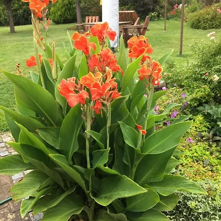 „zum Napoleonstein“ Dresda