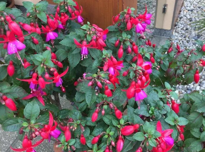 „zum Napoleonstein“ *